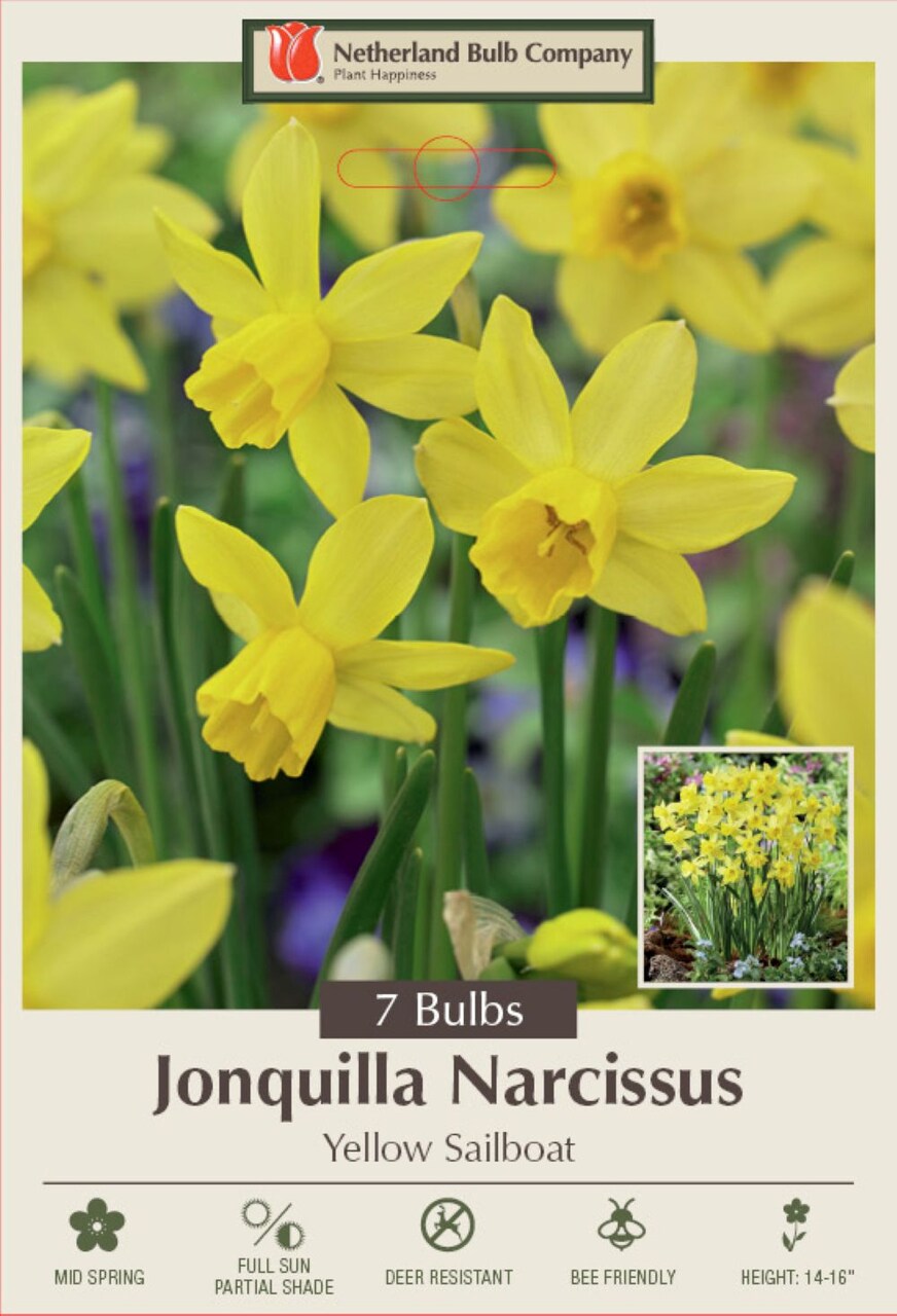 Yellow Sailboat - Jonquilla Narcissus/Daffodil - 12/14 cm Bulbs - 7 Bulbs